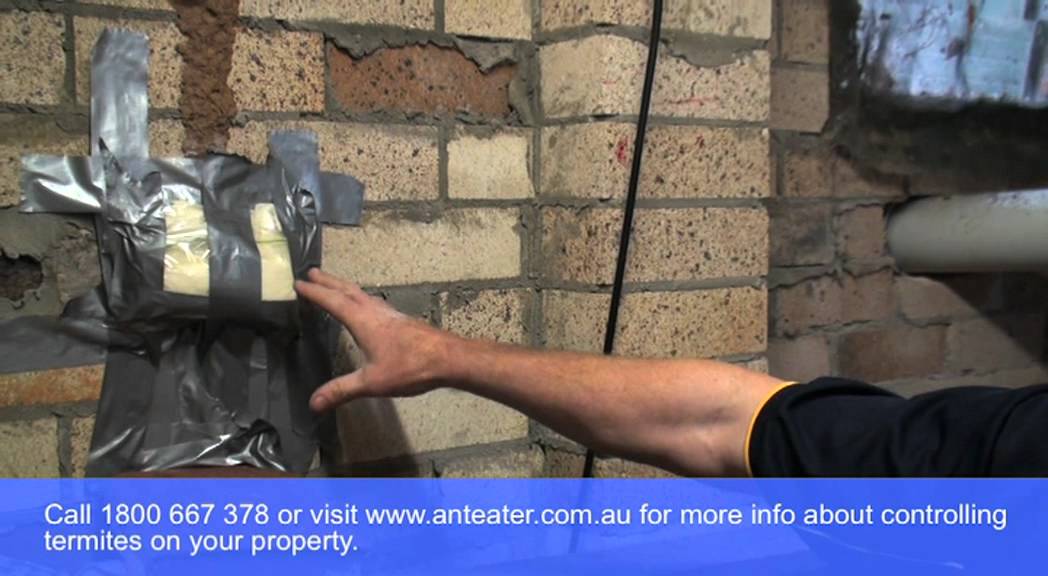 Termite control - Application of termite bait to book in Avalon, Sydney