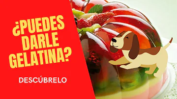 ¿Pueden los perros comer gelatina?