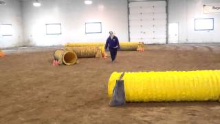 K9 Amputee Agility- Fable