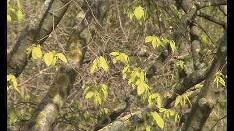 vijf lange dagen video