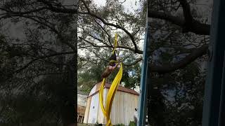 Superman drop on aerial silks