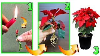 POINSEASTAR USE A CANDLE TO MAKE IT REPRODUCE BLOOM EUPHORBIA PULCHERRIMA POINSETTIA CUREsuper trick