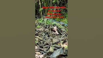 waterhen dahuk bird trap.ruak ruak bird trap handing.kalim bird trap handing.#dahukpakhi