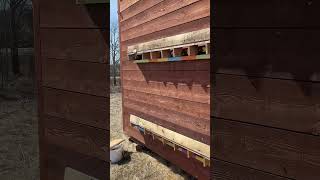 Update from our original Bee Cube® #beecube_ab #beekeeping #workerbee