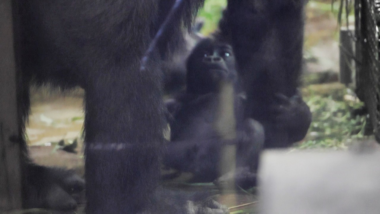 ちょっと怖かった？床に下ろされた赤ちゃんの本音は…｜京都市動物園｜撮影日2026.2.25｜【きょうのゴリラ】
