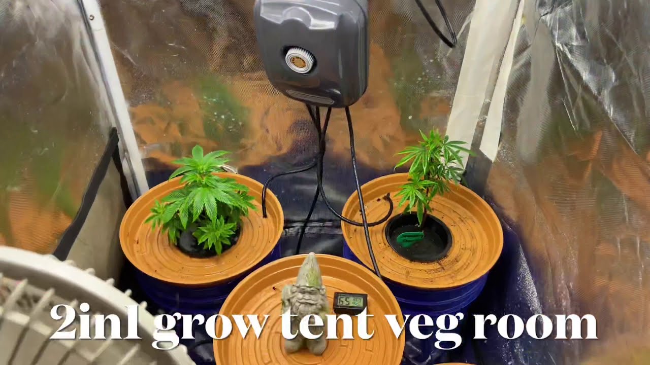 Mars Hydro grow journal ts600 week 2 of veg Slurricane lX, in a 2x3 tent