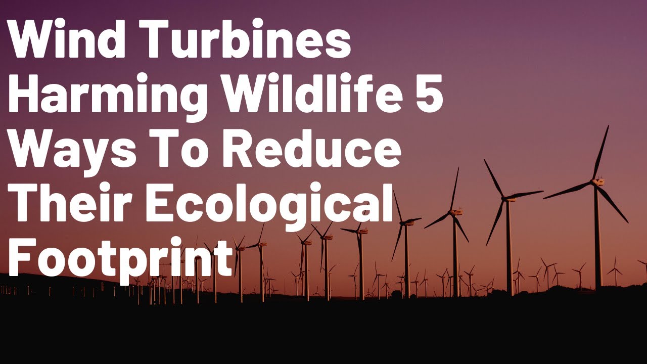 Wind Turbines Harming Wildlife 5 Ways To Reduce Their Ecological Footprint