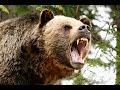 Охота медведя гризли (лат. Ursus arctos horribilis)