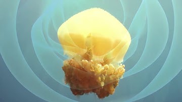 Dr  Rupert Sheldrake - Morphogenetic Fields of Body and Mind - Quantum University