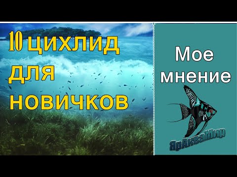 Топ 10 цихлид для начинающих аквариумистов