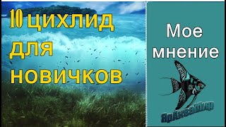 Топ 10 цихлид для начинающих аквариумистов