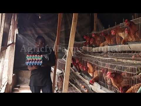 Equipment Needed As A Poultry Farmer