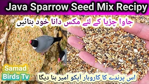 Java Sparrow Mix Seed | Java Bird Mix Seed | Best Breeding Seed Mix For Java Finch