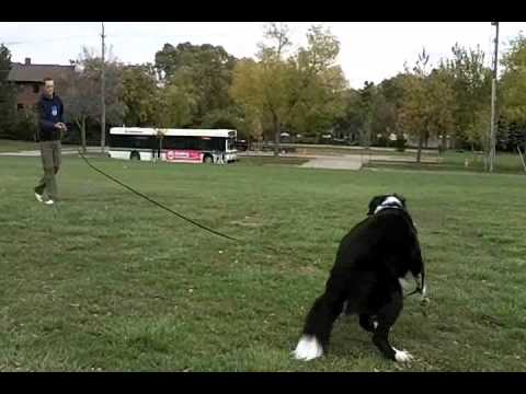 long line dog training