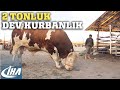 2 Ton 207 KG Ağırlığındaki Dev Kurbanlık Tosun