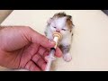 世界で一番可愛い子猫たちが心を溶かす瞬間！♥