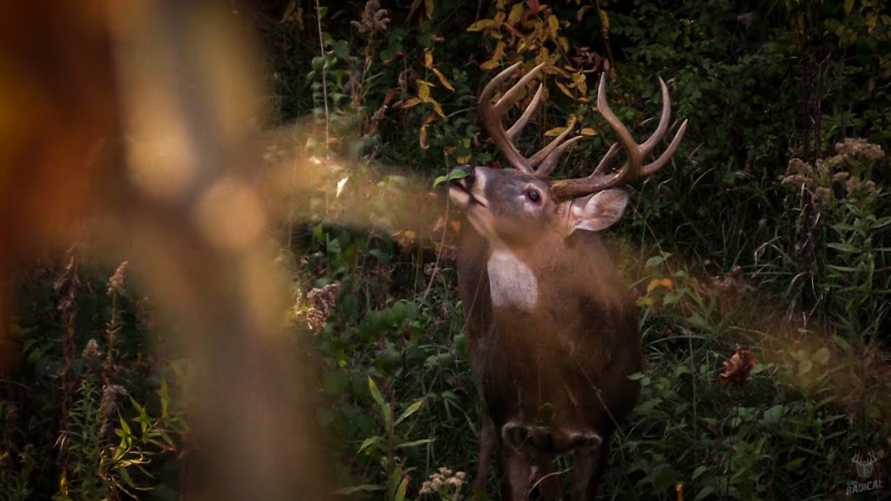Railroad Buck Bow Hunting Whitetails YouTube