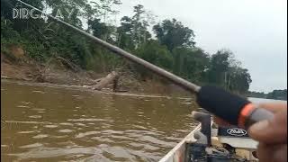 Di Balik Kayu Itu Sarangnya... Mancing Lais Tembiring Monster