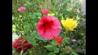 ☆*╰⊰☆✿ From Me 2All My Dearest Friends#4 ☆.✿⊱╮