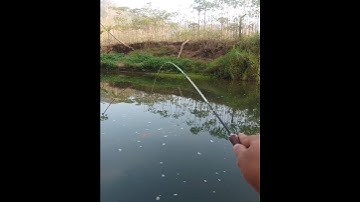 UMPAN LEMPAR LANGSUNG DISAMBAR!! Mancing Balar Pakai Teknik Pelampung 8