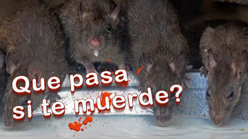 ¿Qué hacen las ratas cuando te muerden?