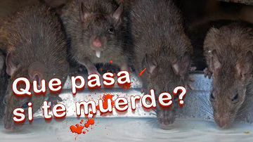 ¿Puede una rata hacer daño a un ser humano?