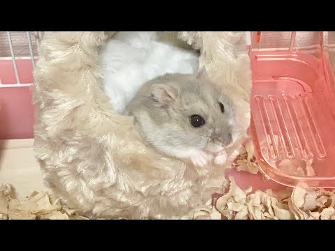 しぶしぶ出てきた