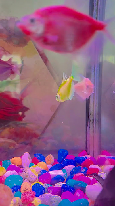 I just got new fish #widowfish #ANNI-ANNIE