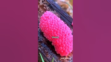 Apple snail eggs Beauty or Danger #shorts #snail