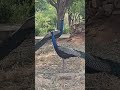 Peacocks standing at KBR National Park Hyderabad #birds #animals #nature #youtube #peafowl #peacock