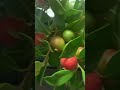 Colorful Guava #shorts #plants #fruit #fruits