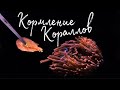 Кормление кораллов | Морской аквариум