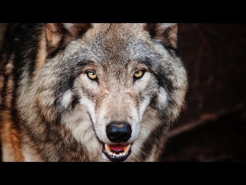 WOLF GUARDIAN - LULLABY WOLF SONG