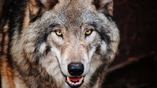 Wolf Guardian - Lullaby Wolf Song