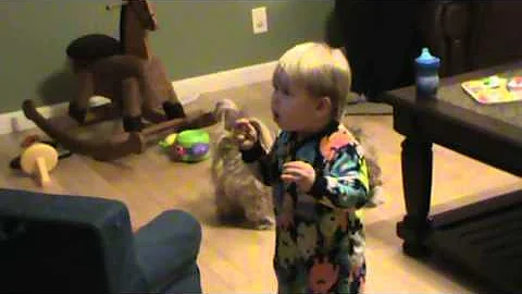 Luke Bryan Shake it for Me.  Baby and Lhasa Apso D...