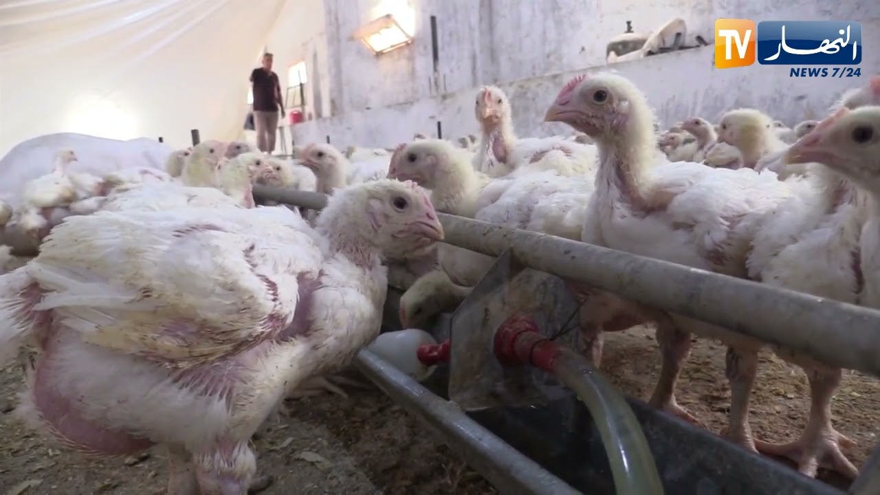 أم البواقي: أعباء تلاحق مربي الدواجن رغم التدابير للنهوض بإنتاج اللحوم البيضاء