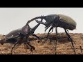 カブトムシクワガタ最強決定戦 第5回ミドル級GP Bブロック+決勝戦