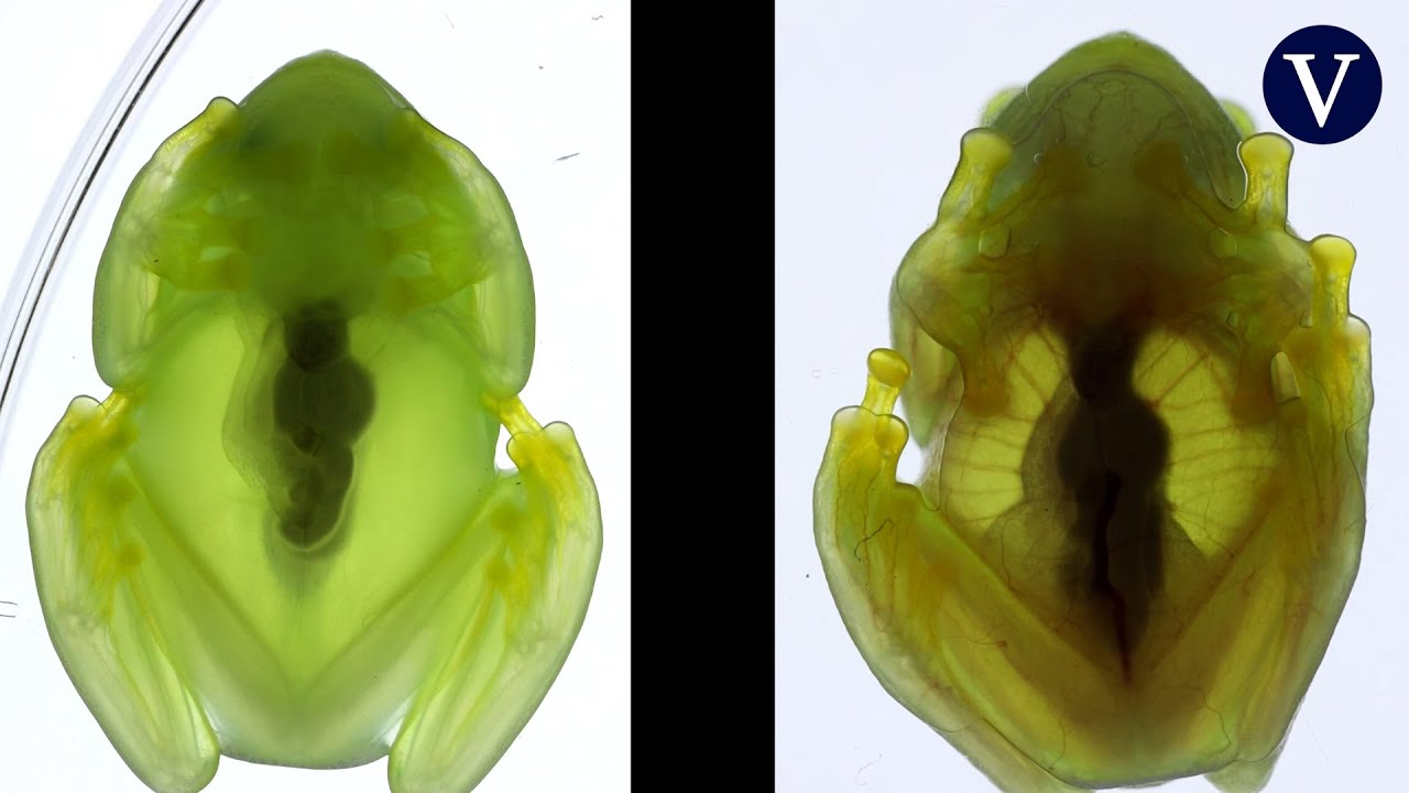 Descubierto cómo las ranas de cristal se vuelven invisibles