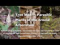 Tree mob parasitic plants of the arnold arboretum