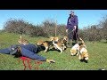 Tras el conejo con perros de rastro! Caceria de conejos (Videos de Caza) Rabbit Hunting