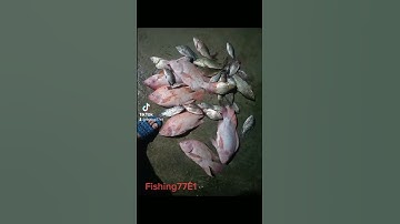 BÁO CÁ ĐIÊU HỒNG nhé ae quá đã #fishing #fishing_video #cauca #cámè #cátrôi #fish #cá  #cárôphi