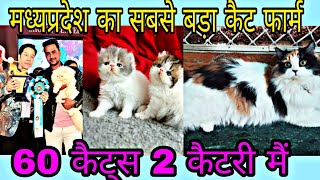 Largest Cattery Of MP 60 Persian Cats  Of Shahzeb Bhai