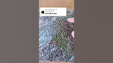 Công dụng hột chuối hột #shorts #thanhdongvlog