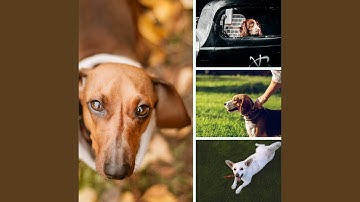 Background for Lazy Puppy Afternoons