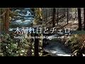 森の木漏れ日と穏やかなチェロ 信州旧奈川村（自然映像とBGM/心身浄化・癒し）Healing Cello