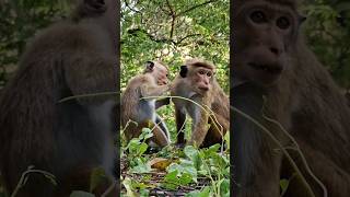 monkeys behaving like humans 😳🐒 #shorts #monkey #dambulla #srilanka