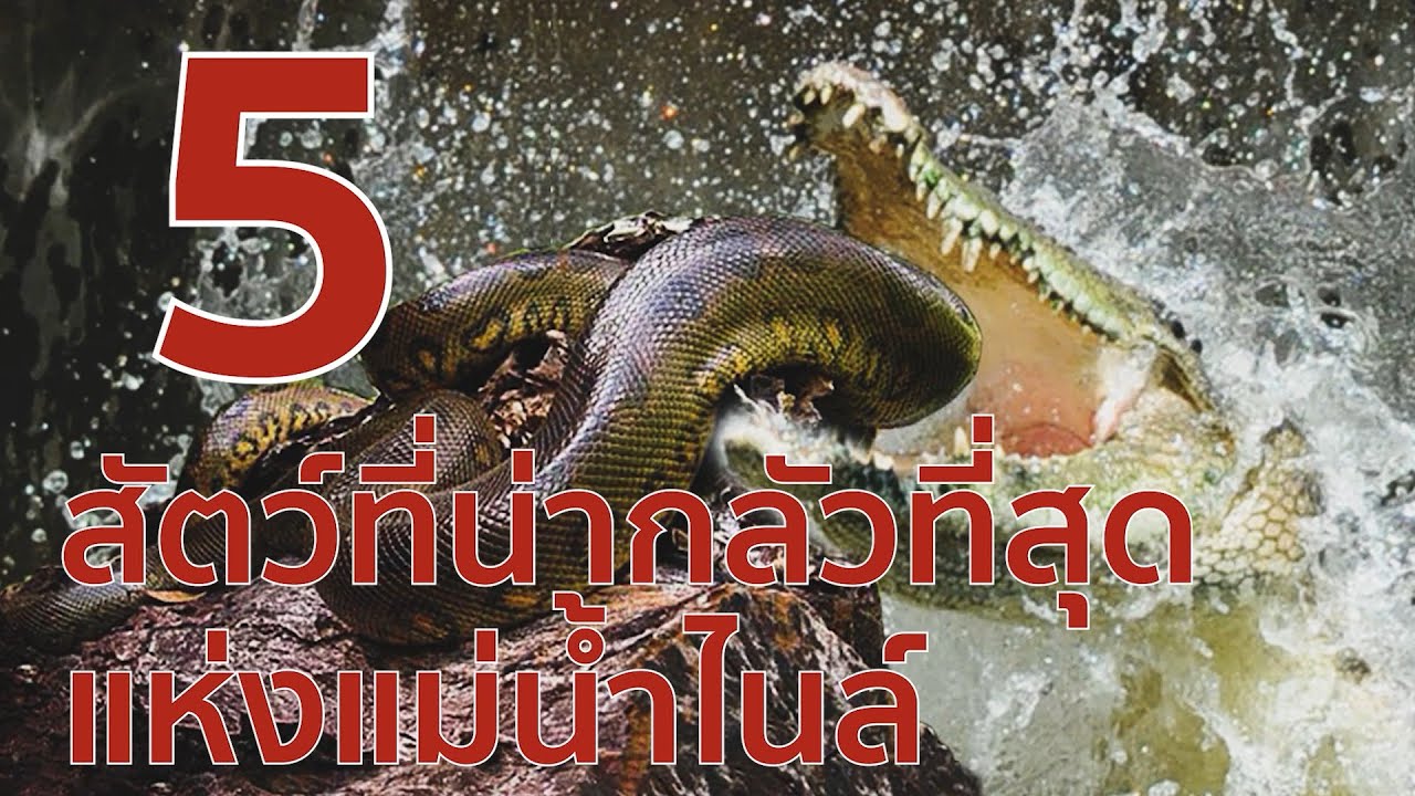 5 สัตว์ที่น่ากลัวที่สุดแห่งแม่น้ำไนล์