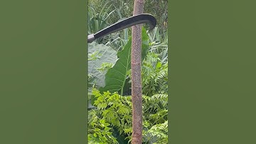 Tôi làm con rựa quắm phát rẫy bằng thép trục xe bọc thép chặt cây như chặt chuối vậy