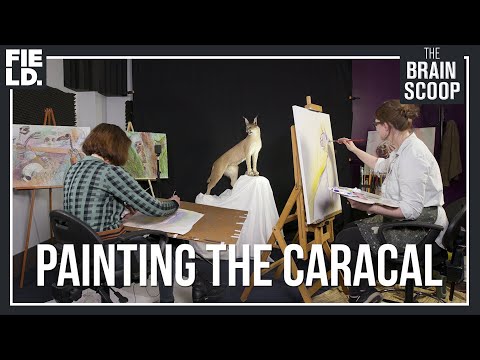 Painting the CARACAL