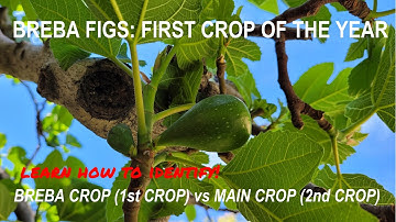 Breba Figs:First Crop of the Year for Fig Tree| How to Identify Breba Crop and Main Crop (无花果一年收成几次)